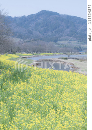 新潟 上堰潟公園(新潟市) 新潟 上堰潟公園(新潟市) 113834873