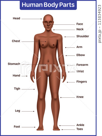 Human body parts medical diagram with black female model, anatomical vector poster 113834923