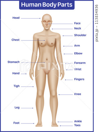 Human body parts medical diagram with Caucasian female model, anatomical vector poster Human body parts medical diagram with Caucasian female model, anatomical vector poster 113834936