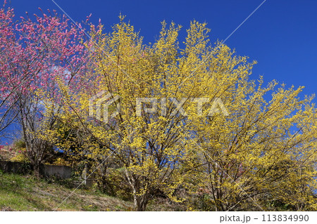 埼玉県秩父郡東秩父村大内沢　早春の里山の斜面に、青空に映える花桃の花とサンシュユが咲く大内沢花桃の郷 113834990