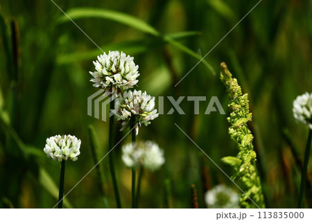 春の散歩と白い花 113835000