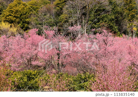 埼玉県秩父郡東秩父村大内沢　早春の里山の斜面に花桃が咲き乱れる「花桃の郷」のピンクが鮮やかな早咲き桜 113835140