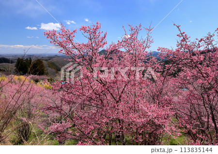 埼玉県秩父郡東秩父村大内沢 早春の里山の斜面に花桃が咲き乱れる「花桃の郷」のピンクが鮮やかな早咲き桜 埼玉県秩父郡東秩父村大内沢 早春の里山の斜面に花桃が咲き乱れる「花桃の郷」のピンクが鮮やかな早咲き桜 113835144