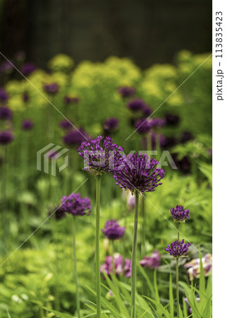 綺麗な紫の蓮華	 113835423