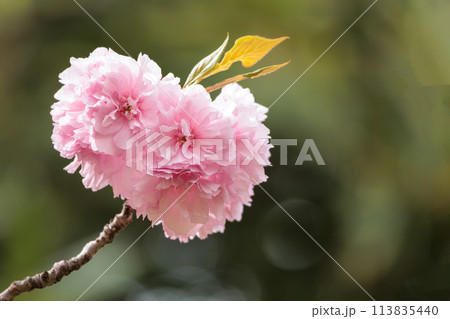春の陽光を浴びて色とりどりに輝く桜の花たち 春の陽光を浴びて色とりどりに輝く桜の花たち 113835440