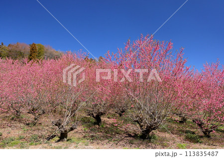 埼玉県秩父郡東秩父村大内沢 早春の里山の斜面に、青空に映える花桃の花が咲き乱れる大内沢花桃の郷 埼玉県秩父郡東秩父村大内沢 早春の里山の斜面に、青空に映える花桃の花が咲き乱れる大内沢花桃の郷 113835487