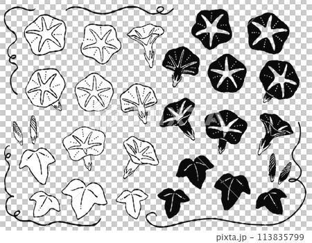 Hand-drawn monochrome, silhouette, and line drawing morning glory parts material Hand-drawn monochrome, silhouette, and line drawing morning glory parts material 113835799