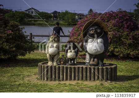 つつじヶ岡公園の狸 館林 つつじヶ岡公園の狸 館林 113835917