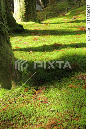 比叡山 苔の庭 比叡山 苔の庭 113836015