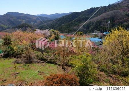 埼玉県秩父郡東秩父村大内沢　早春の里山の斜面に色とりどりの花が咲き乱れる大内沢花桃の郷 113836023