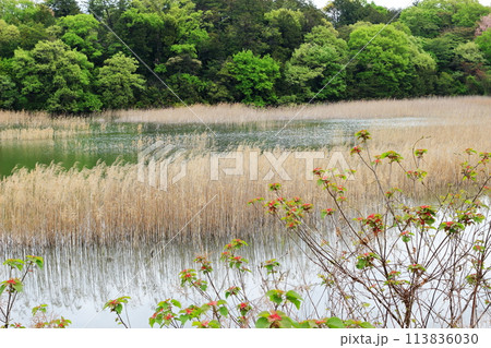 新緑に囲まれた春の池の風景 113836030