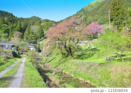 里の春　水温む小川と新緑　里地の風景　　　　 113836034