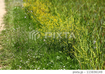 春の散歩とあぜ道 113836149