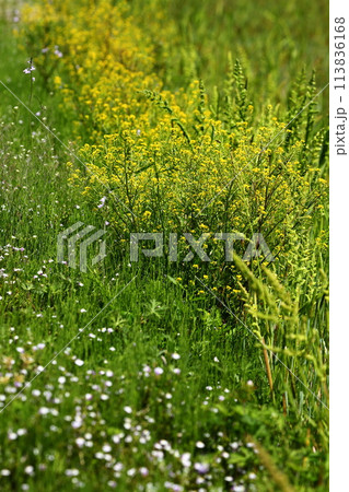 春の散歩とあぜ道 113836168