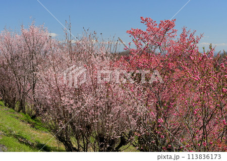 埼玉県秩父郡東秩父村大内沢 早春の里山の斜面に花桃が咲き乱れる「花桃の郷」の青空に映える早咲き桜 埼玉県秩父郡東秩父村大内沢 早春の里山の斜面に花桃が咲き乱れる「花桃の郷」の青空に映える早咲き桜 113836173