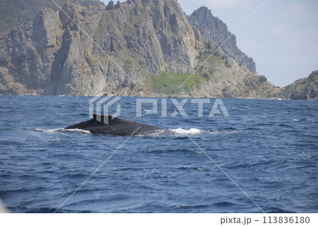 回遊するザトウクジラ 113836180