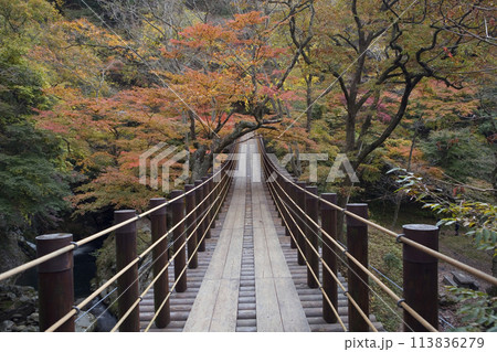 紅葉した花貫渓谷の吊り橋 113836279
