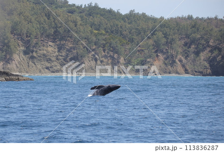 ブリーチングするザトウクジラ ブリーチングするザトウクジラ 113836287