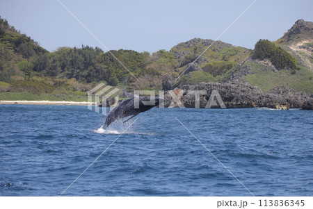 ブリーチングするザトウクジラ 113836345