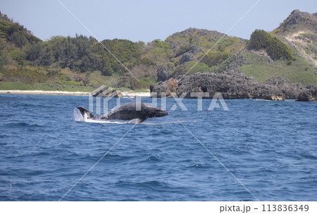 ブリーチングするザトウクジラ 113836349