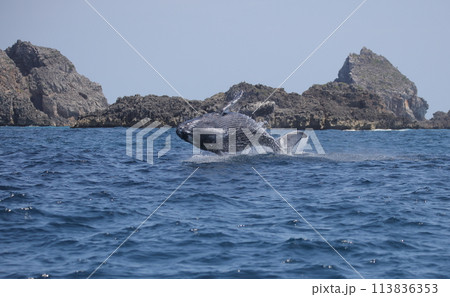 ブリーチングするザトウクジラ 113836353
