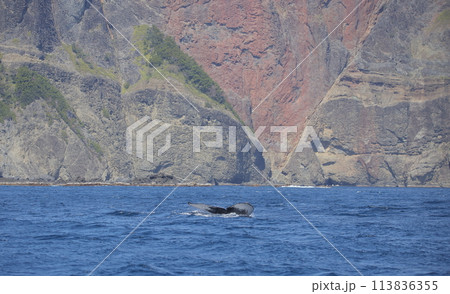 ハートロックの前で潜水するザトウクジラ 113836355