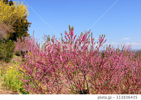 埼玉県秩父郡東秩父村大内沢　早春の里山の斜面に色とりどりの花が咲き乱れる大内沢花桃の郷 113836435