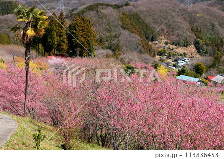 埼玉県秩父郡東秩父村大内沢 早春の里山の斜面に、ピンクが鮮やかな花桃の花が咲き乱れる大内沢花桃の郷 埼玉県秩父郡東秩父村大内沢 早春の里山の斜面に、ピンクが鮮やかな花桃の花が咲き乱れる大内沢花桃の郷 113836453