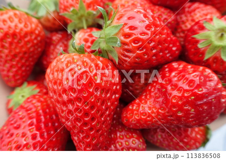 いちご狩り いちごのアップ いちご狩り いちごのアップ 113836508