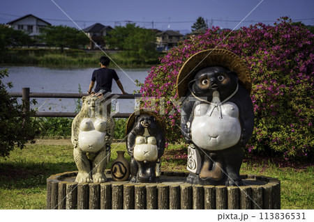 つつじヶ岡公園の狸 館林 つつじヶ岡公園の狸 館林 113836531