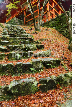 比叡山 紅葉の落ち葉 比叡山 紅葉の落ち葉 113836541