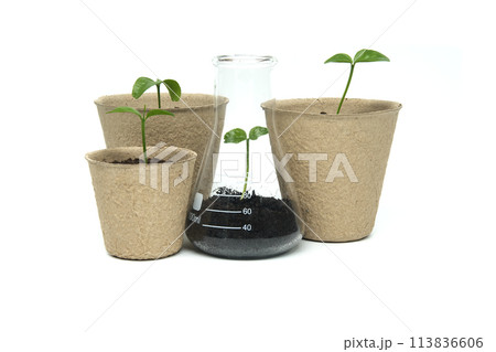 Sprouting from pot and conical glass flask with green plant Sprouting from pot and conical glass flask with green plant 113836606