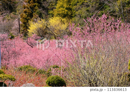 埼玉県秩父郡東秩父村大内沢花桃の郷　早春の里山の斜面に咲き乱れる花桃と早咲き桜とサンシュユ 113836613