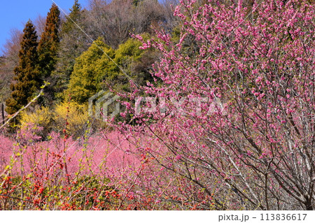 埼玉県秩父郡東秩父村大内沢花桃の郷 早春の里山の斜面に咲き乱れる花桃と早咲き桜とサンシュユ 埼玉県秩父郡東秩父村大内沢花桃の郷 早春の里山の斜面に咲き乱れる花桃と早咲き桜とサンシュユ 113836617