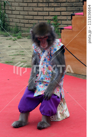 イベント会場でよく見る伝統的猿回し芸 113836664