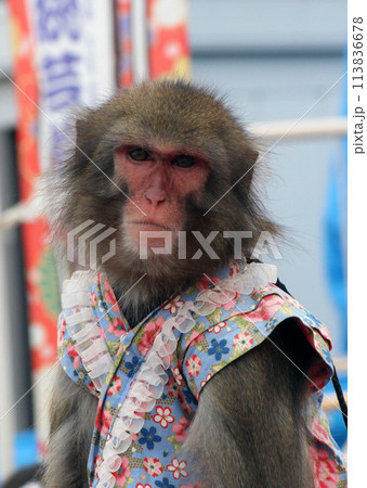イベント会場でよく見る伝統的猿回し芸 113836678