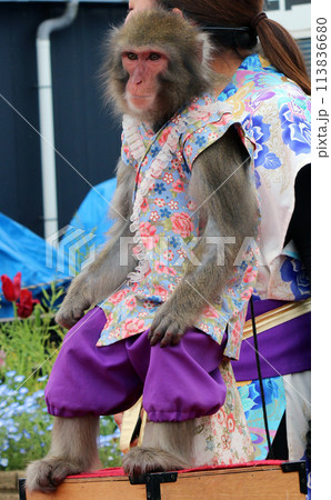 イベント会場でよく見る伝統的猿回し芸 113836680