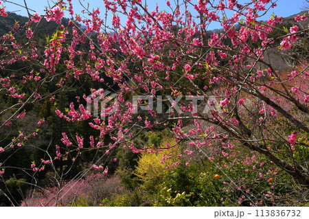 埼玉県秩父郡東秩父村大内沢花桃の郷 早春の里山の斜面に咲き乱れる花桃などの花 埼玉県秩父郡東秩父村大内沢花桃の郷 早春の里山の斜面に咲き乱れる花桃などの花 113836732