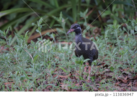 草陰から出てきたヤンバルクイナの幼鳥 113836947