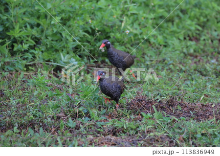 草地で餌を探すヤンバルクイナのつがい 草地で餌を探すヤンバルクイナのつがい 113836949