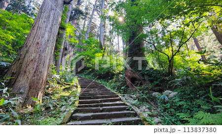 羽黒山:一の坂 羽黒山:一の坂 113837380