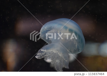 クラゲ 113837464
