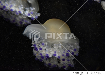 クラゲ 113837466
