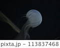 クラゲ 113837468