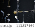 クラゲ 113837469