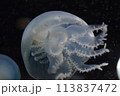 クラゲ 113837472