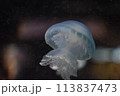 クラゲ 113837473