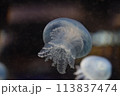 クラゲ 113837474