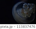 クラゲ 113837476