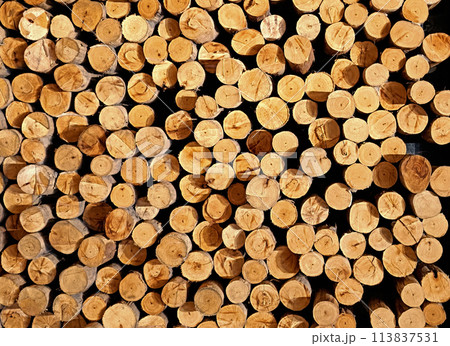 cut log wood for background 113837531